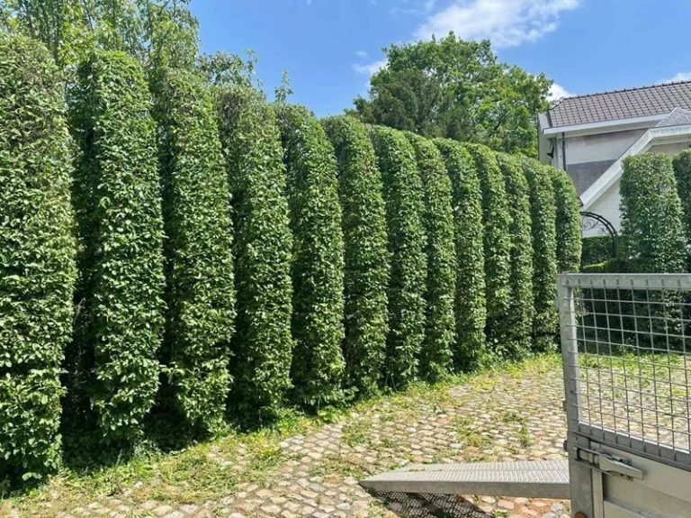 realisaties Sybrex Affligem